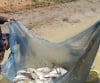 Aquashess Fish Farm