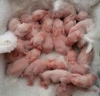 Marley Rabbit Farm