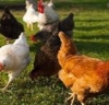 Factual Integrated Farm
