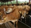 Shonga Farms Holding Ltd