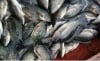 Dixta Farms Fish Empire