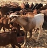 Hillside Integrated Farms