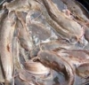 Abban Ihsan Fisheries Consultancy Service