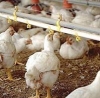 Naskada Agrovet (Gidan Kaji)