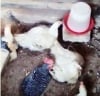Lordnazzy Farm