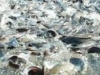 Great Fish Farming