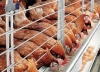 Obasanjo Farms Nigeria Limited