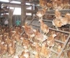 Bama Farms Limited