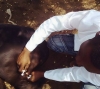 Time Count Animal Welfare And Health Services