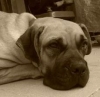 Priceless Test Animals