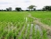 Ladipo Daniel Farms Limited