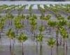 Regenerative Ecological And Agricultural Projects