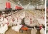 Jocarl Breeder Farm