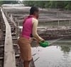 T-Fish Farms Limited