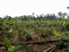 J & E Agriculture