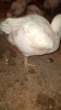 Hamdan Integrated Farms