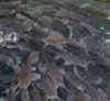 Makeeb Fish Farm