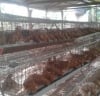 Folaifeseyi Livestock Consult