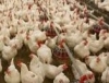 Adegoke Poultry And Agro Allied Farms Limited