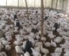 Rehoboth Am Adeyanju Farm