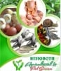 Rehoboth Agricultural and Food Service