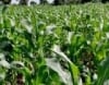 Ondo State Agric Inputs Supply Agency