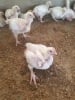 Alinco Farms