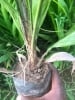 Maren Agric Services