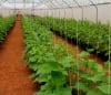Afri-Fruits Limited