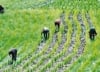 Agricultural Business Concepts Ltd