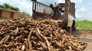 Kk Cassava Production