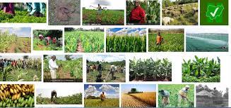 Agro Trust CAMS