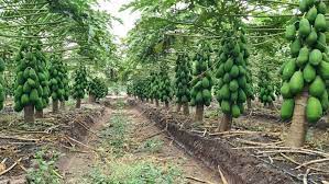 Elysian Farms Limited