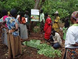 Nigeria Agricultural Cooperative