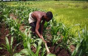 Nigeria Agricultural Development Network
