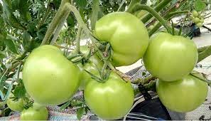 Sedfort Ingenious Agriculture