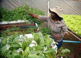 Fresh Direct Nigeria