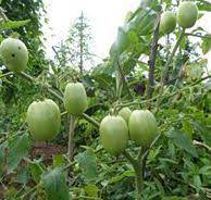 Agritropic Enugu