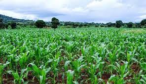 Doteb Integrated Farm