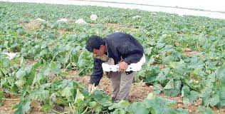 Jordan Agro Services Ltd