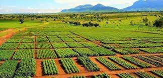 Directorate of Food, Roads & Rural Infrastructures (DFRI)