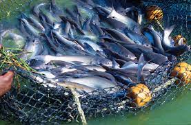 Fishmasters Nigeria
