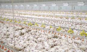 Mega Farms