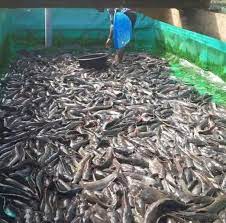 Okongo-Dimowo Enterprises