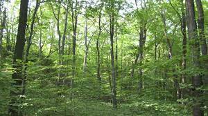 Federal Department of Forestry