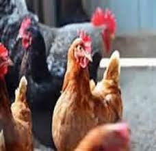 Brezon Farm Limited