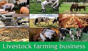 Divine Grace Livestock