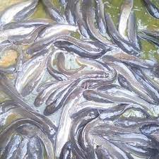 Goldfish Fisheries