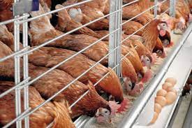 Jumra Farm & Animal Feed