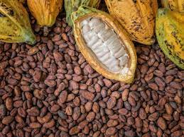 Tulip Cocoa Processing Ltd